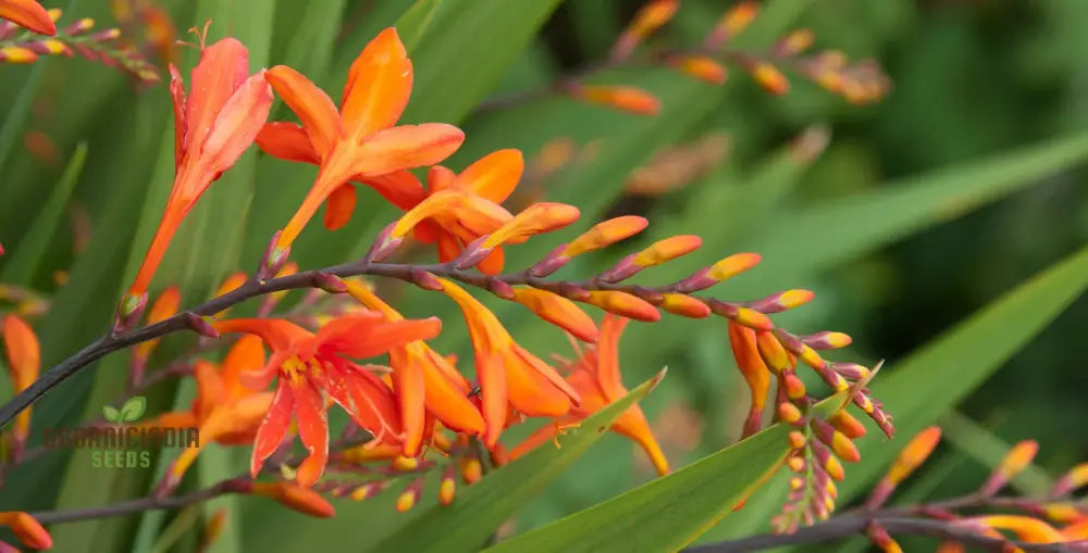 Crocosmia seeds plant growth stages in outdoor garden