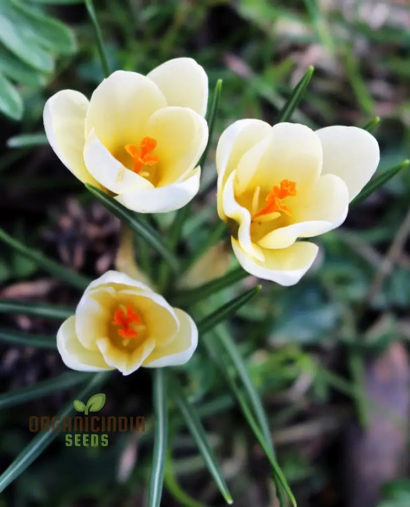 Crocus seeds plant growth stages in outdoor garden
