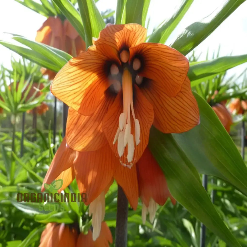 Crown Imperial Fritillaria Seeds for Spring Garden Blooms