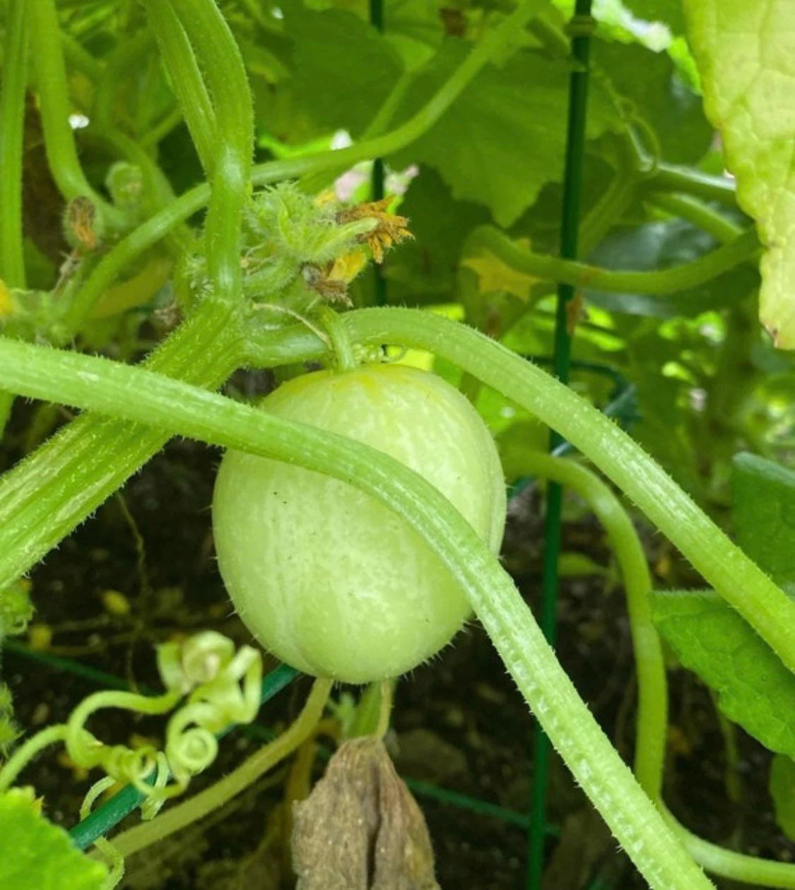 Sweet and Crisp Crystal Apple Cucumbers from Heirloom Seeds