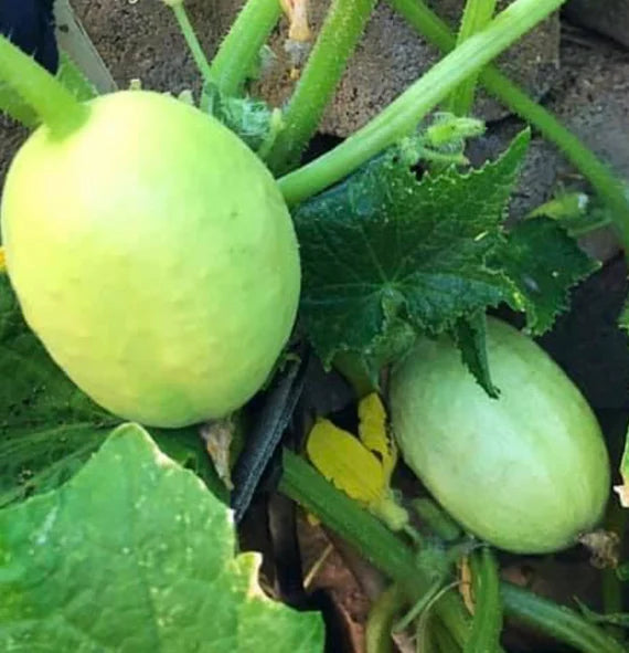 Heirloom Crystal Apple Cucumber Plant with Round Fruits