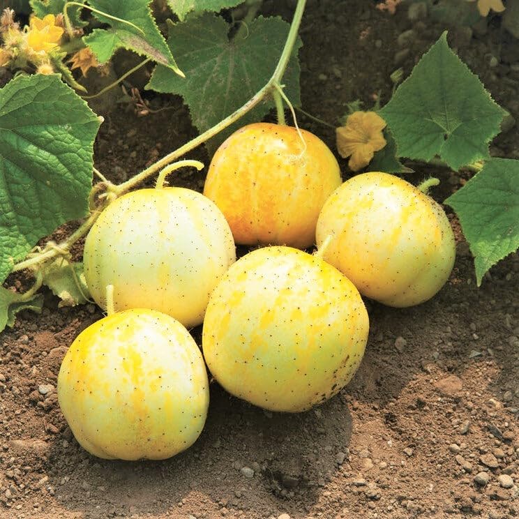 Crystal Apple Cucumbers on Vine, Heirloom Variety from Seeds