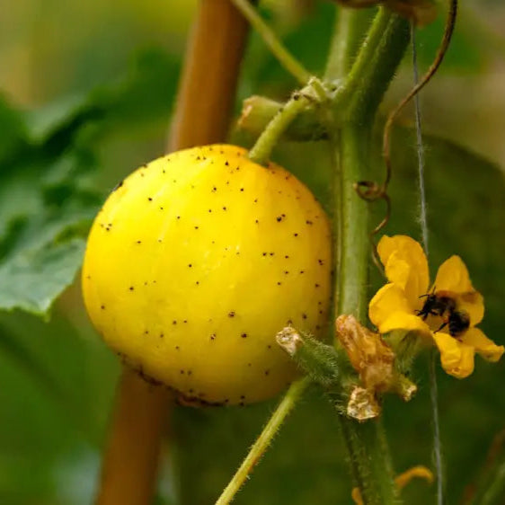 Crystal Lemon Cucumber Seeds for Planting, Home Garden Vegetable Seeds