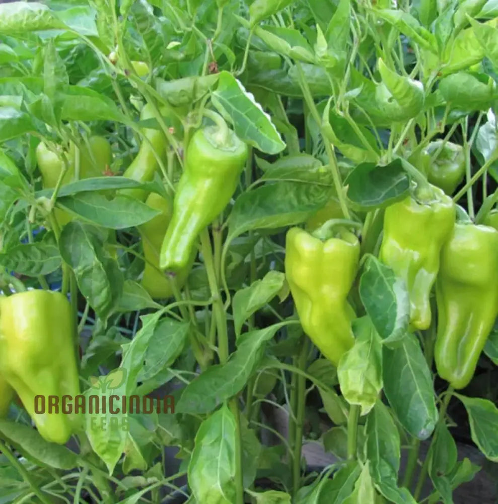 Fresh Cubanelle Sweet Peppers from Seeds, Tender and Flavorful