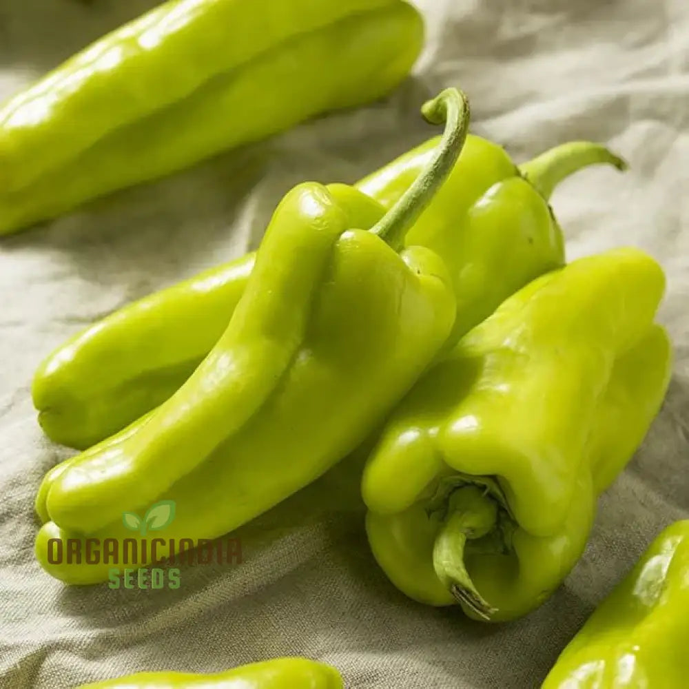 Mature Cubanelle Sweet Pepper Plant from Seeds, High Yield Garden Variety