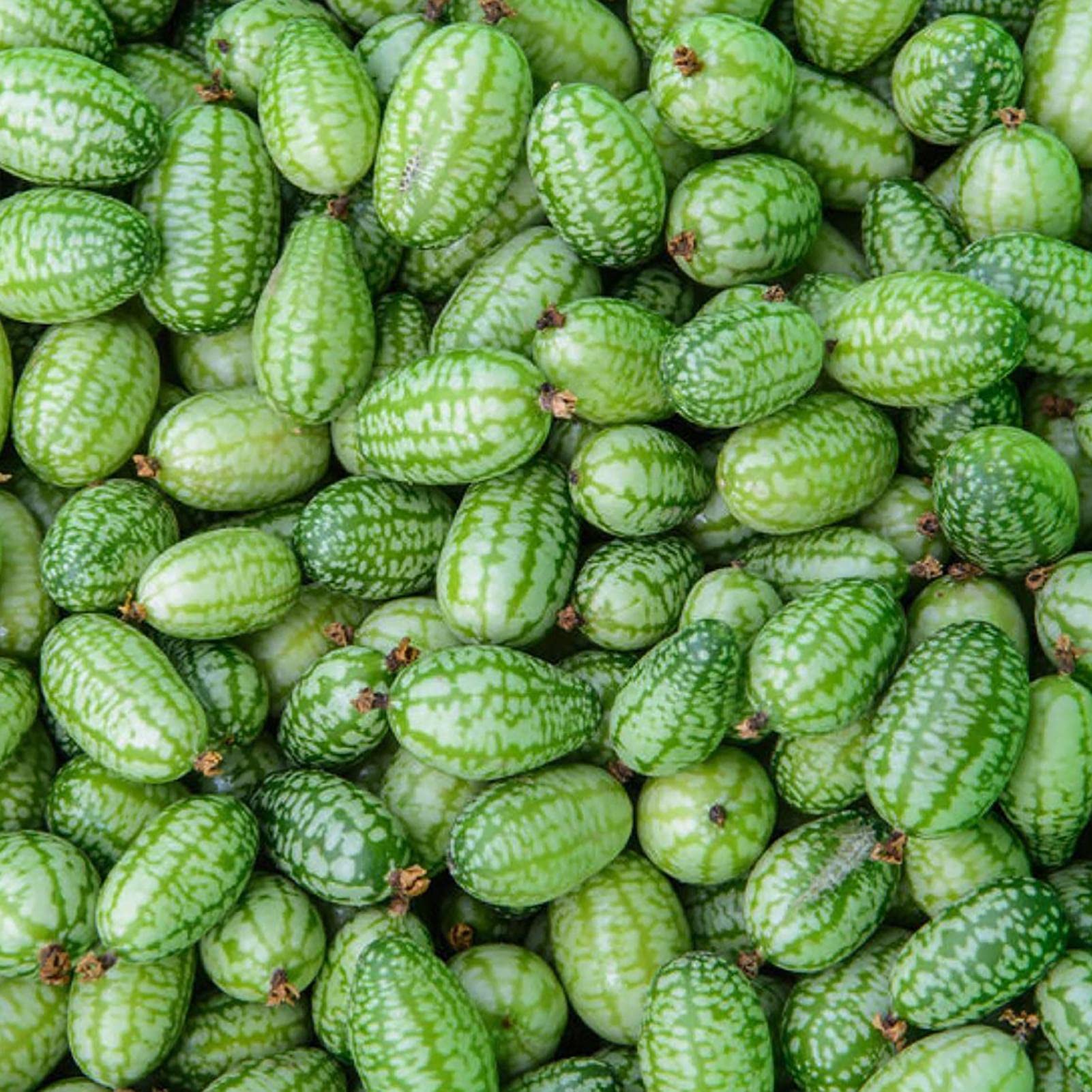 Mini Watermelon-Like Cucamelon Fruits Ready to Harvest