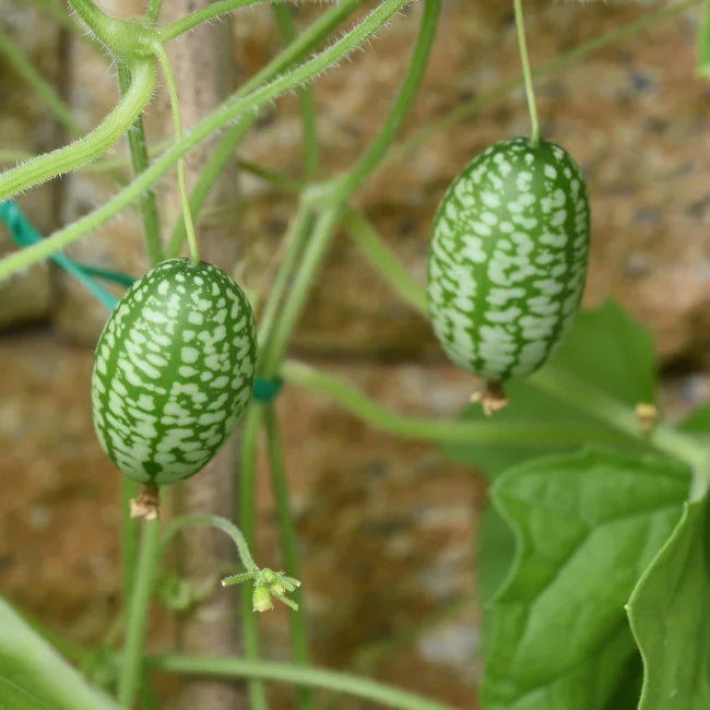 Cucamelon Seedlings Growing from Non-GMO Seeds
