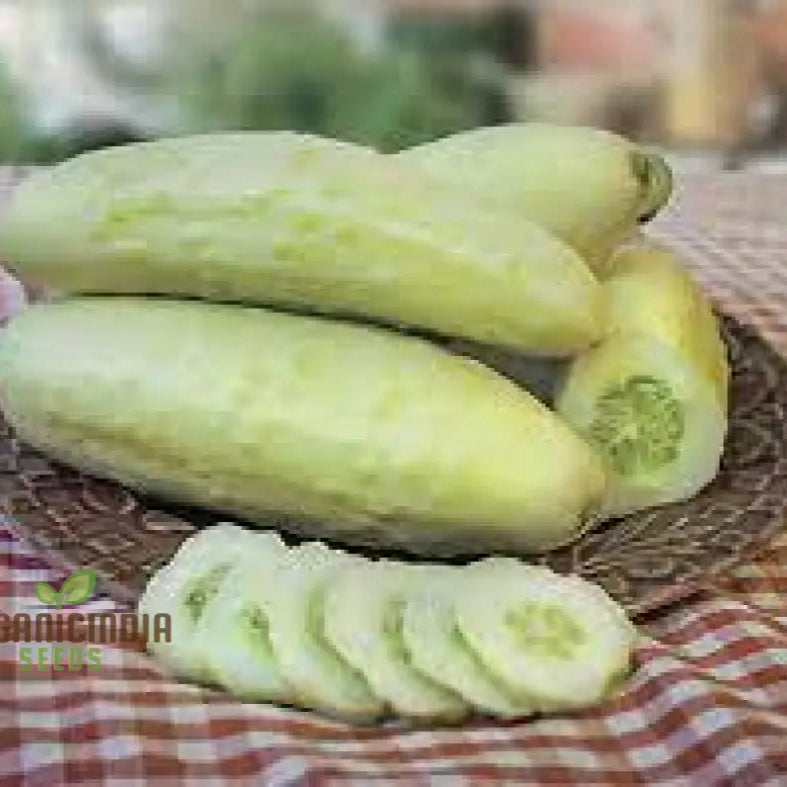 Mature Bush Cucumber Plant from Seeds, Patio Garden Vegetable