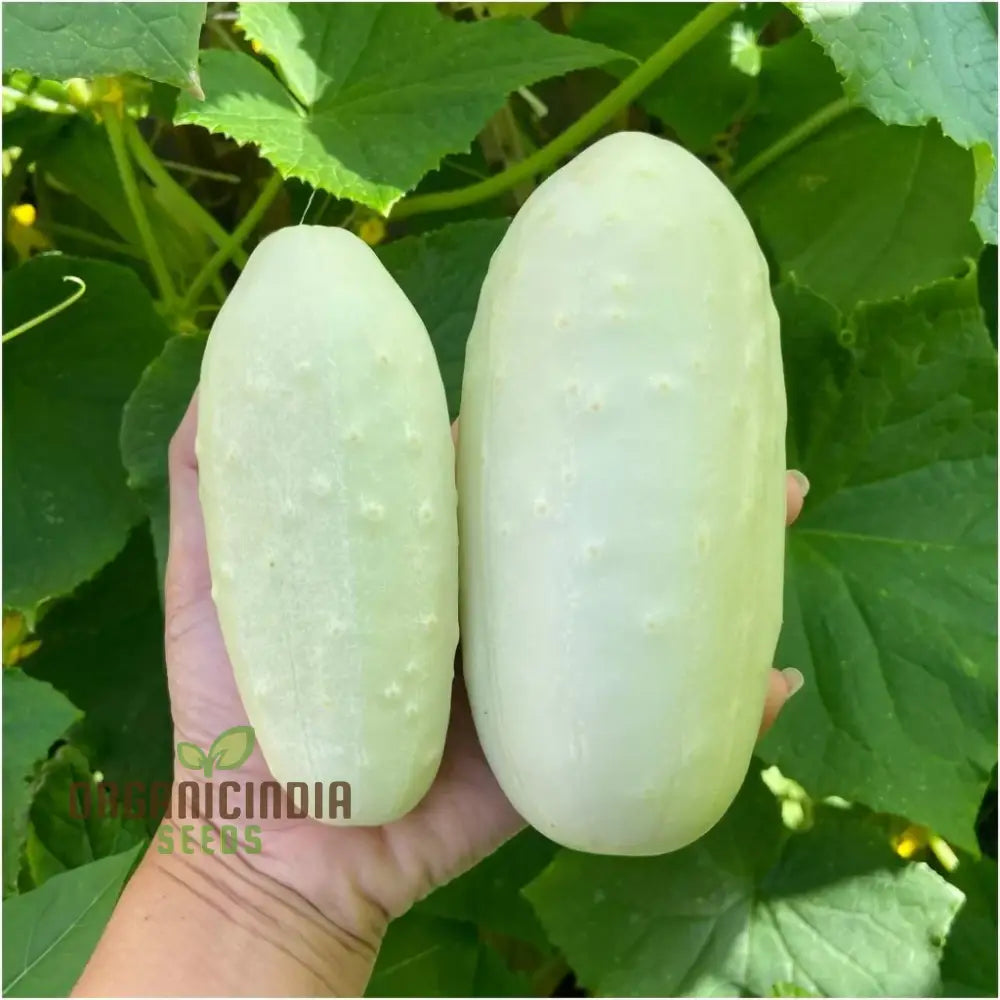 Cucumber Bush Seeds For Patio â€“ Vegetable Planting (100 Pcs)