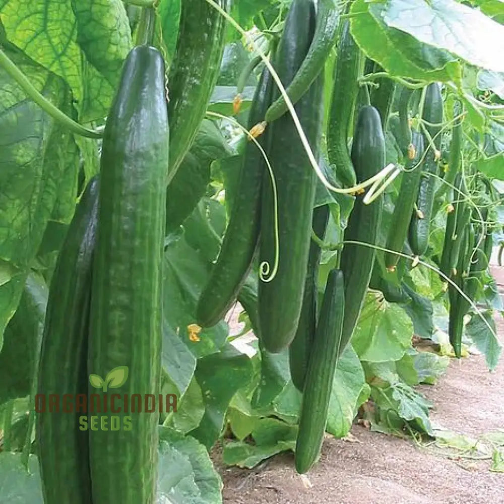 Carmen F1 Hybrid Cucumber Seeds for Planting, High-Yield Vegetable Seeds