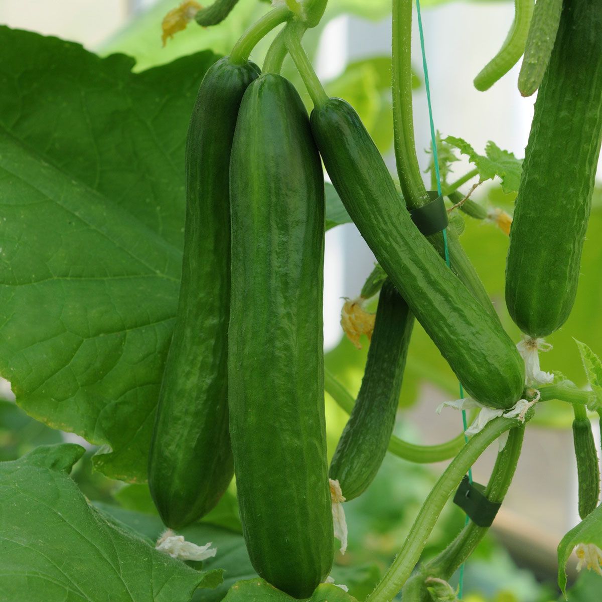 Fresh Carmen Cucumbers from Seeds, Crisp and Uniform Harvest
