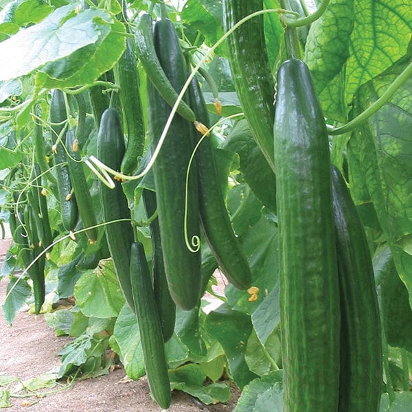 Carmen Cucumber Plants Growing in Garden Bed from Seeds