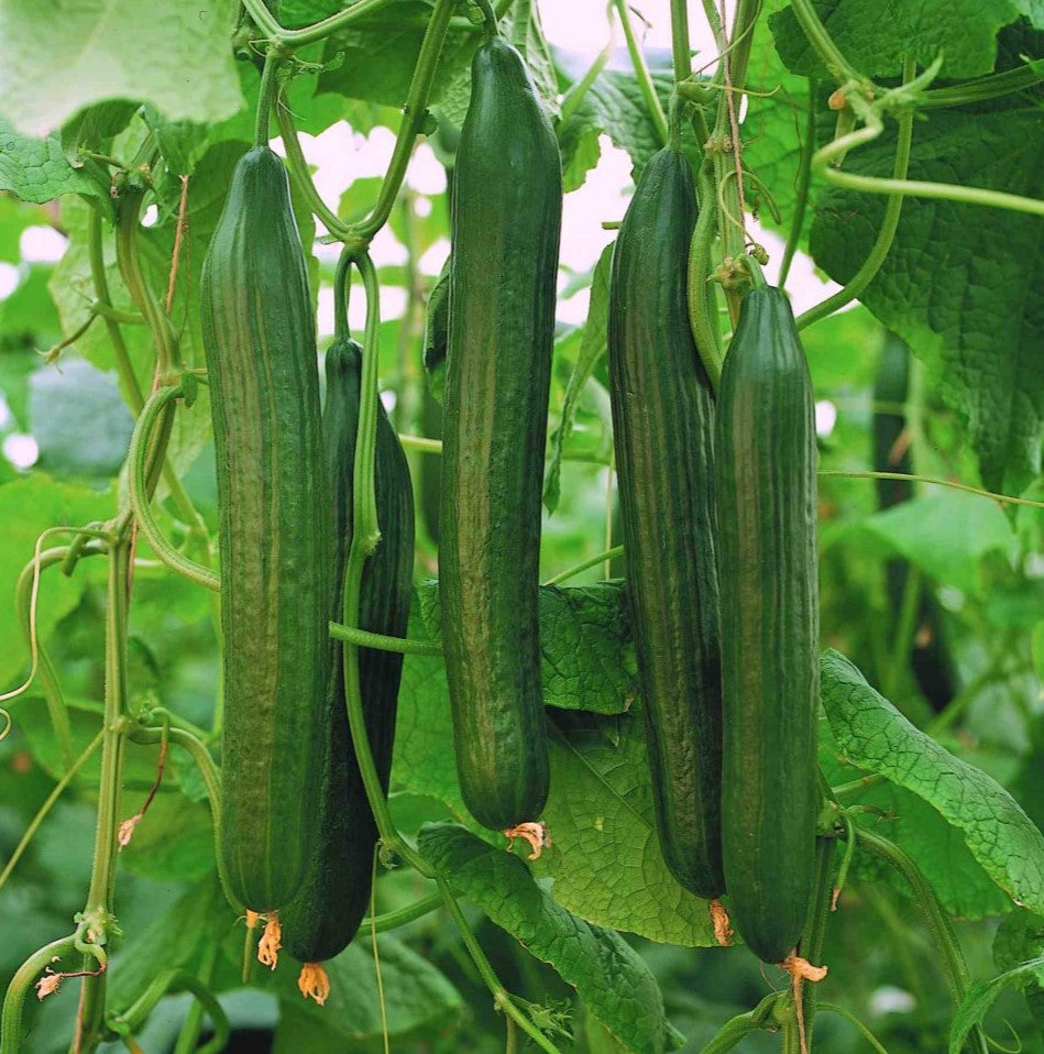 Carmen Cucumber Seeds for Home Garden, High-Yield Hybrid Variety