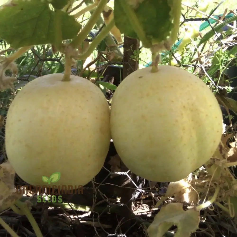 Harvested Crystal Apple Cucumbers from Seeds, Sweet and Crunchy