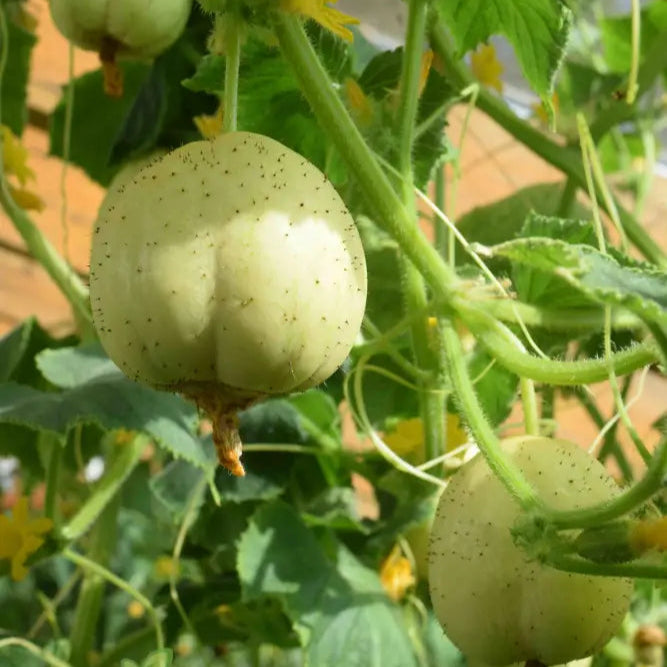 Mature Crystal Apple Cucumber Plant from Seeds, Compact High-Yield Vegetable