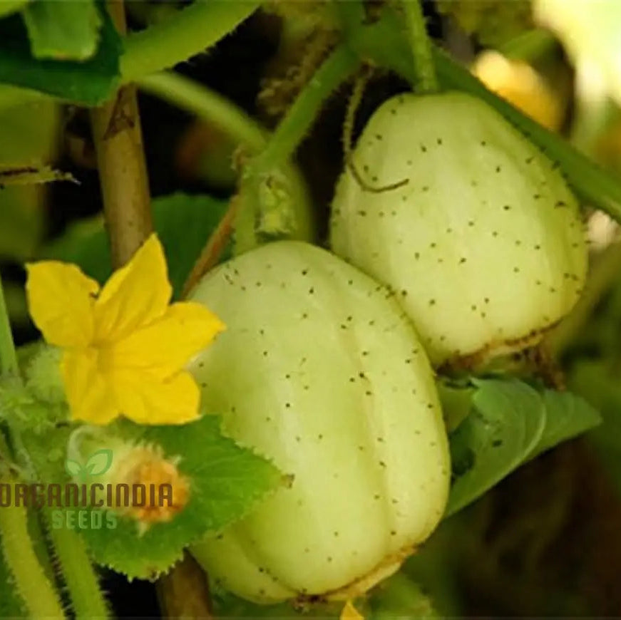 Crystal Apple Cucumber Seeds for Home Garden, Sweet and Crunchy Vegetable Seeds