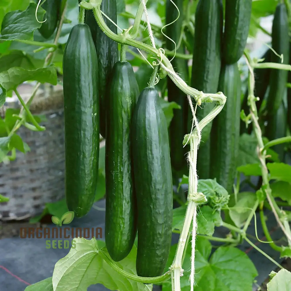 Harvested Cone Cucumber Femspot from Seeds, Crisp and Flavorful Cucumbers