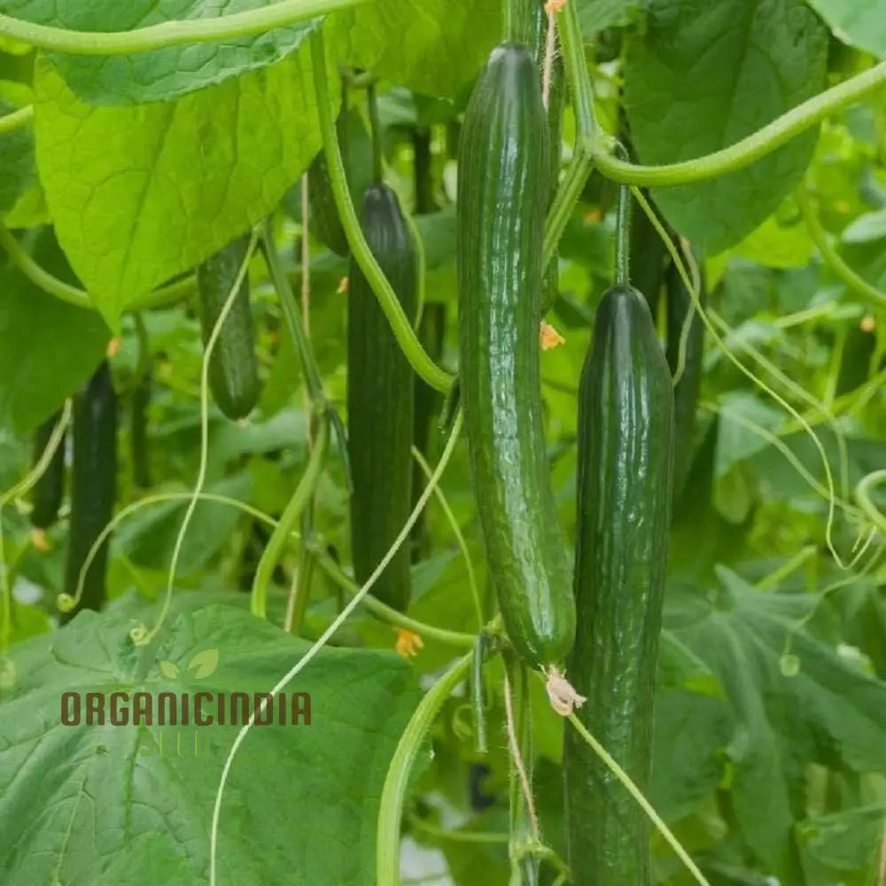 Mature Cone Cucumber Femspot Plant from Seeds, Vigorous and Productive