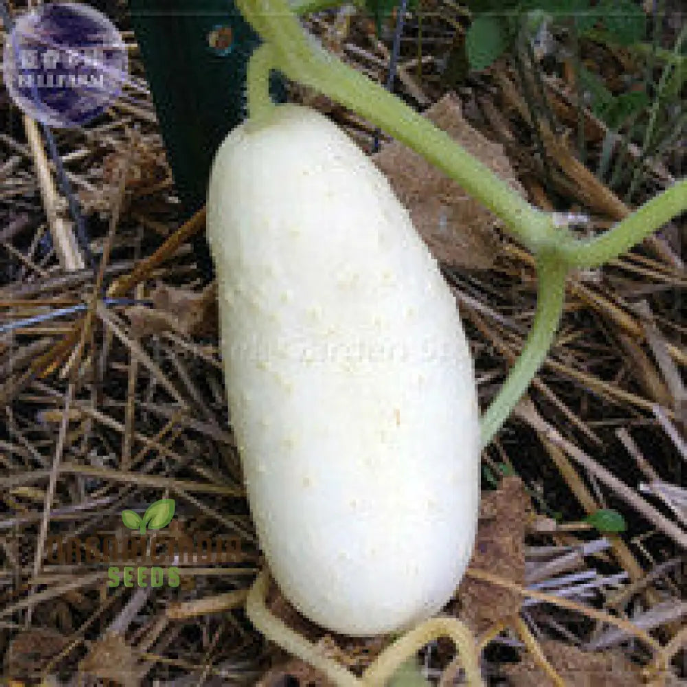 Crisp White Rare White Wonder Cucumbers Closeup, Heirloom Variety from Seeds