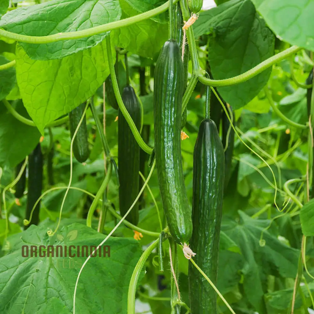 Carmen F1 Cucumbers on Vine, Crisp and Flavorful Vegetable Seeds