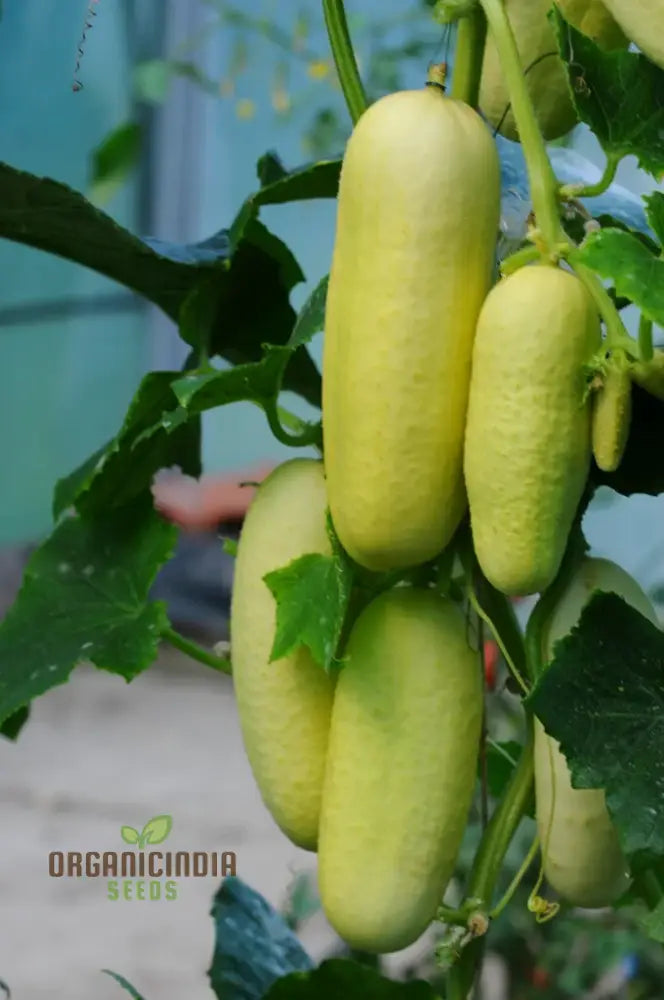 Rare White Wonder Cucumber Plants in Garden Bed from Seeds