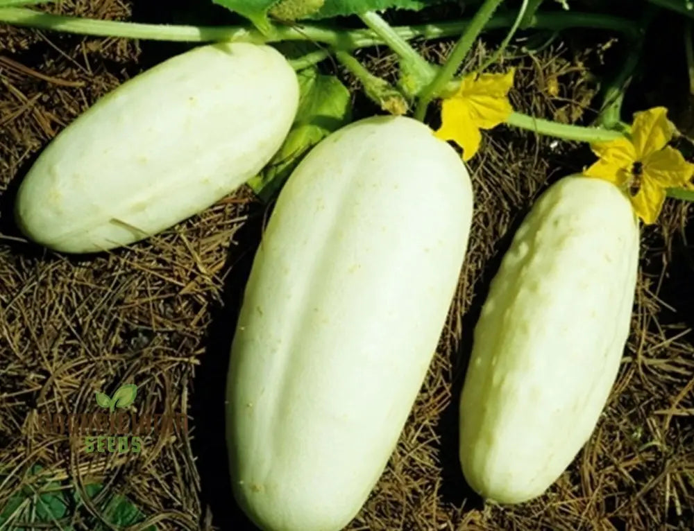 Fresh Honey Plus Cucumbers from Seeds, Sweet and Crisp Garden Harvest