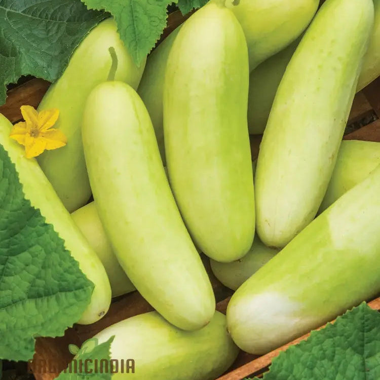 Mature Honey Plus Cucumber Vine from Seeds, High-Yield Home Garden Plant