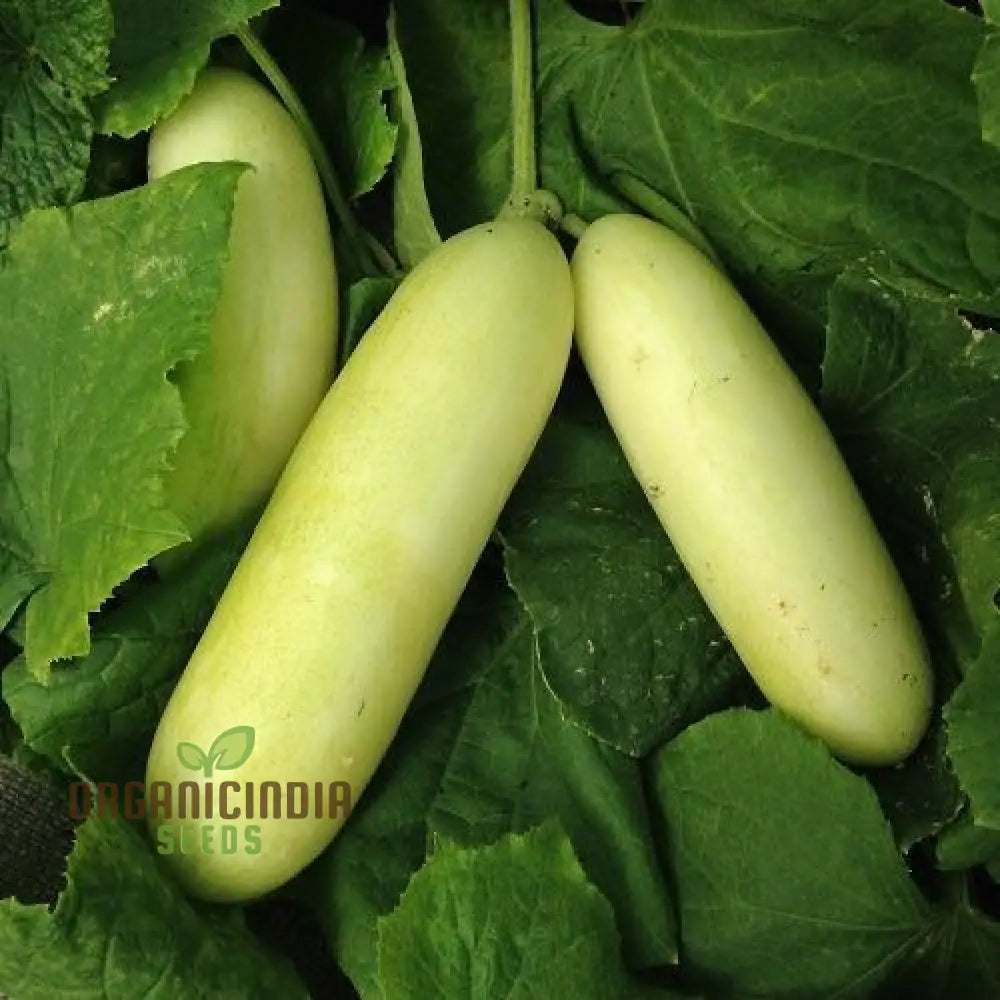 Honey Plus Cucumber Seeds for Planting, Sweet and Crisp Vegetable Seeds