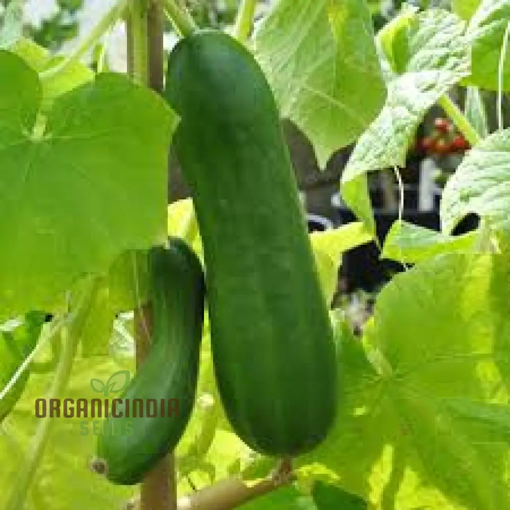 Closeup of Fresh La Diva Cucumbers from Garden Seeds