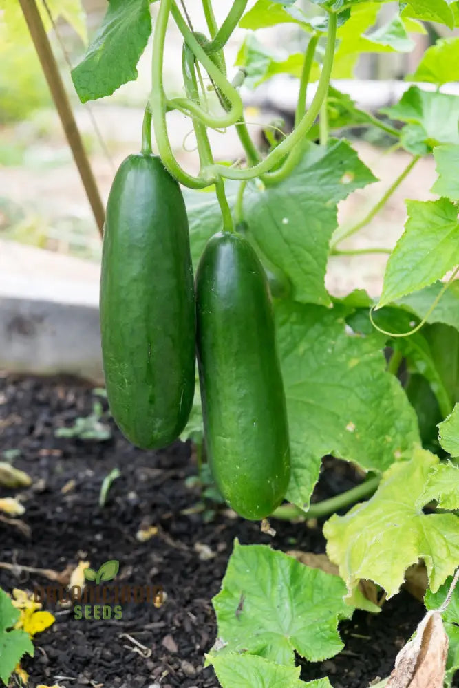 Cucumber La Diva Plants Growing in Home Vegetable Garden