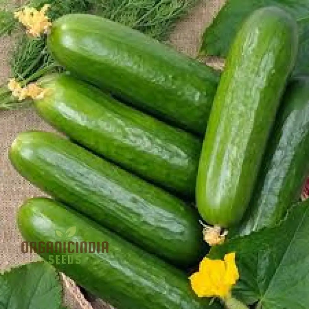 Cucumber La Diva Seeds for Planting, Premium Hybrid Variety