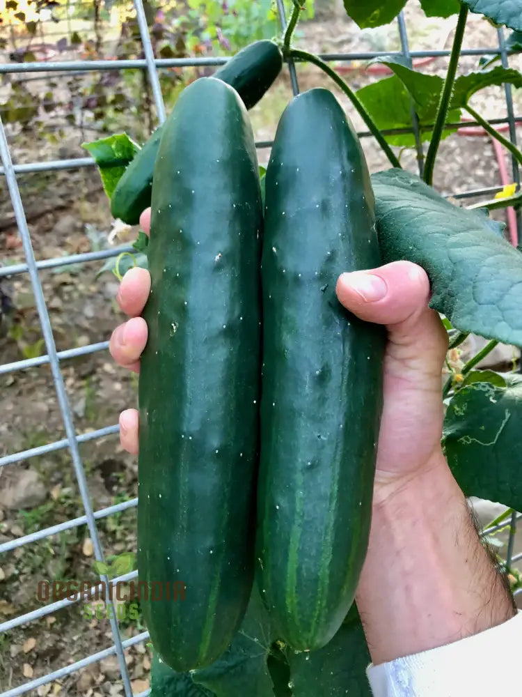Fresh Marketmore Cucumbers Harvested from Seeds, Organic Garden Vegetables