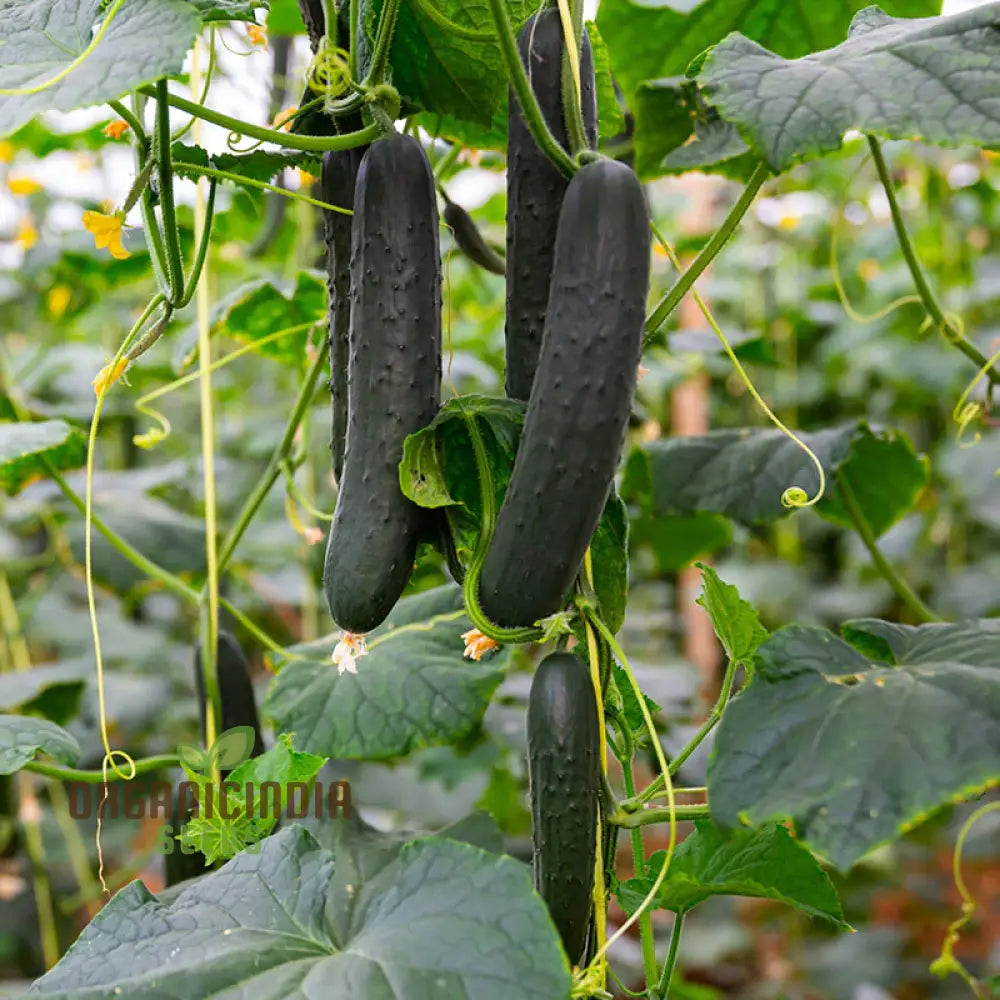 Cucumber Marketmore Seeds For Gardening Enthusiasts | Premium Quality