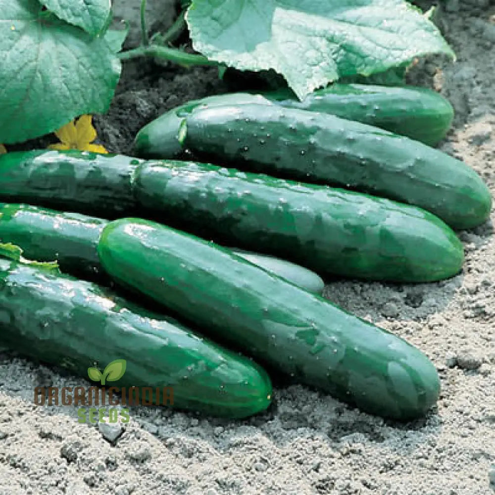 Marketmore Cucumber Vine with Green Cucumbers, Vegetable Garden Plant
