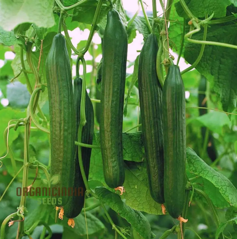 Mature Carmen F1 Hybrid Cucumber Plant, High-Yield Vegetable Seeds