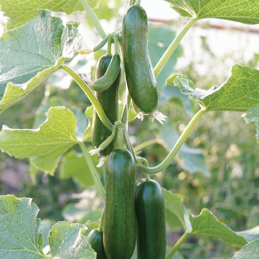 Harvested Mini Munch Cucumbers from Seeds, Sweet and Crisp Vegetables