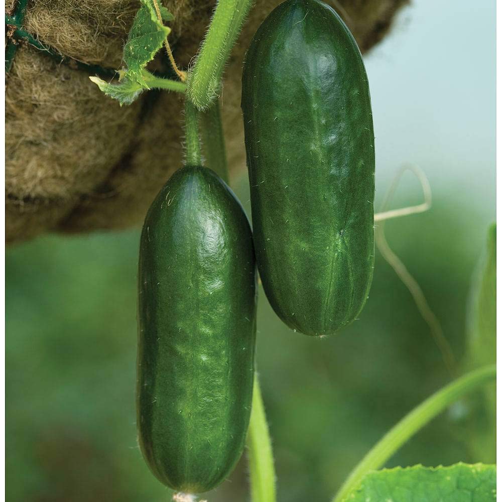 Mini Munch Cucumber Seeds for Home Garden, Crunchy and Sweet Vegetable Seeds