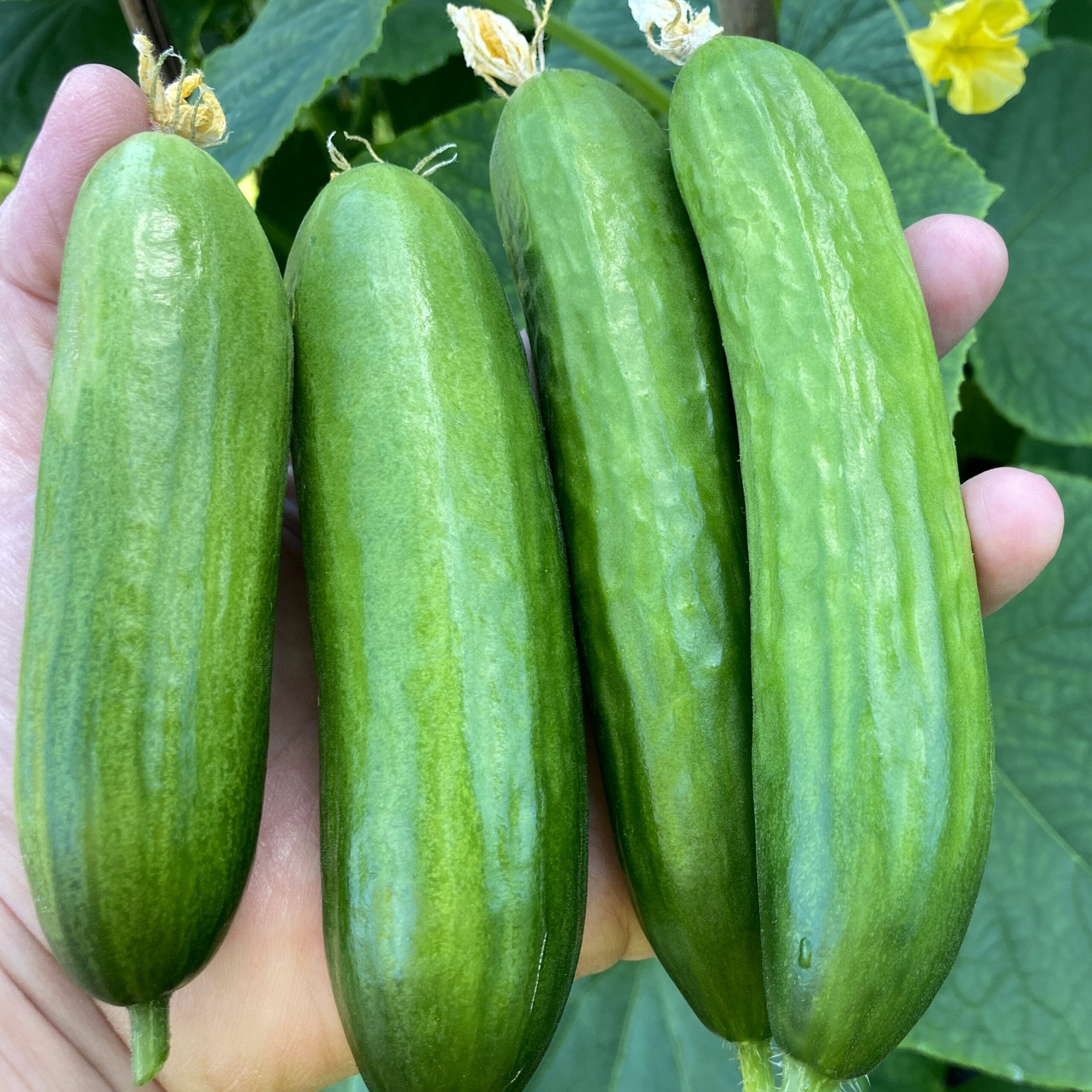 Mature Picolino Cucumber Plant from Seeds, Bushy and Productive