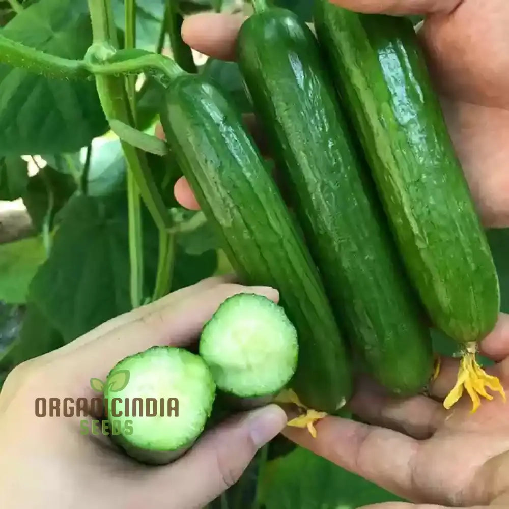 Mix Cucumber Plant Growing on Trellis, Easy-to-Grow Seeds