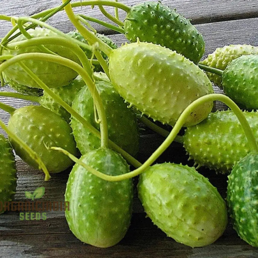 West Indian Gherkin Seeds Packet, Premium Non-GMO Cucumber Seeds for Planting