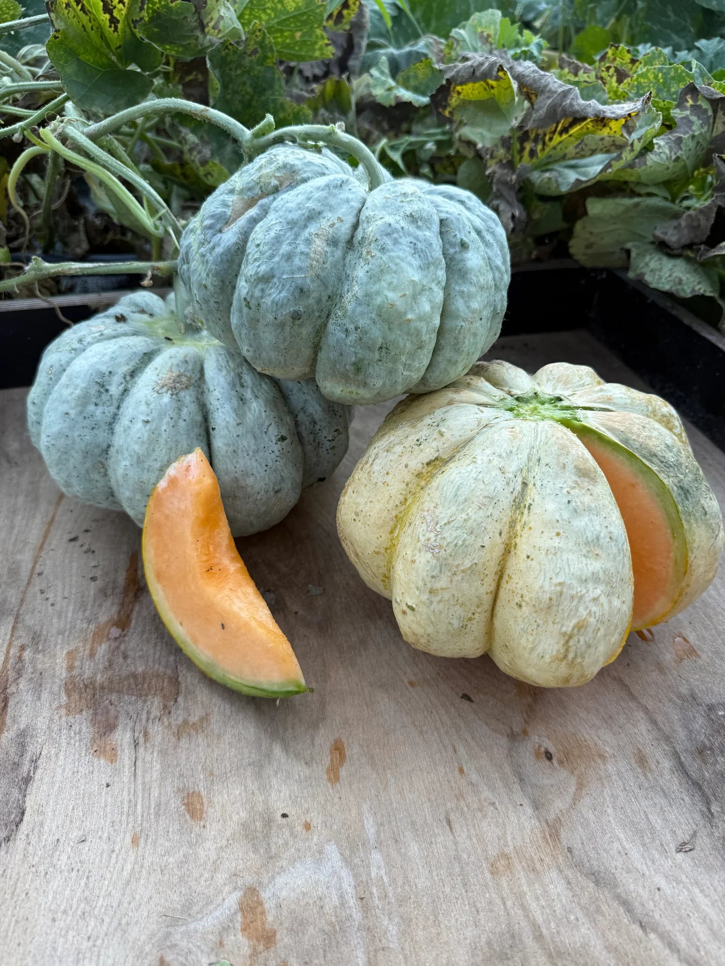 Cucumis melo Prescott Fond Blanc melon seeds
