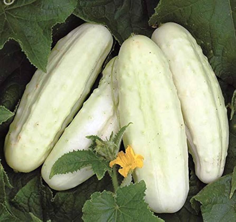 Cucumis Sativus White Wonder Cucumber Seeds for Gardening
