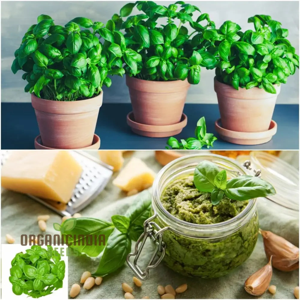 Culinary Garden Seeds Suitable for Indoor and Outdoor Containers