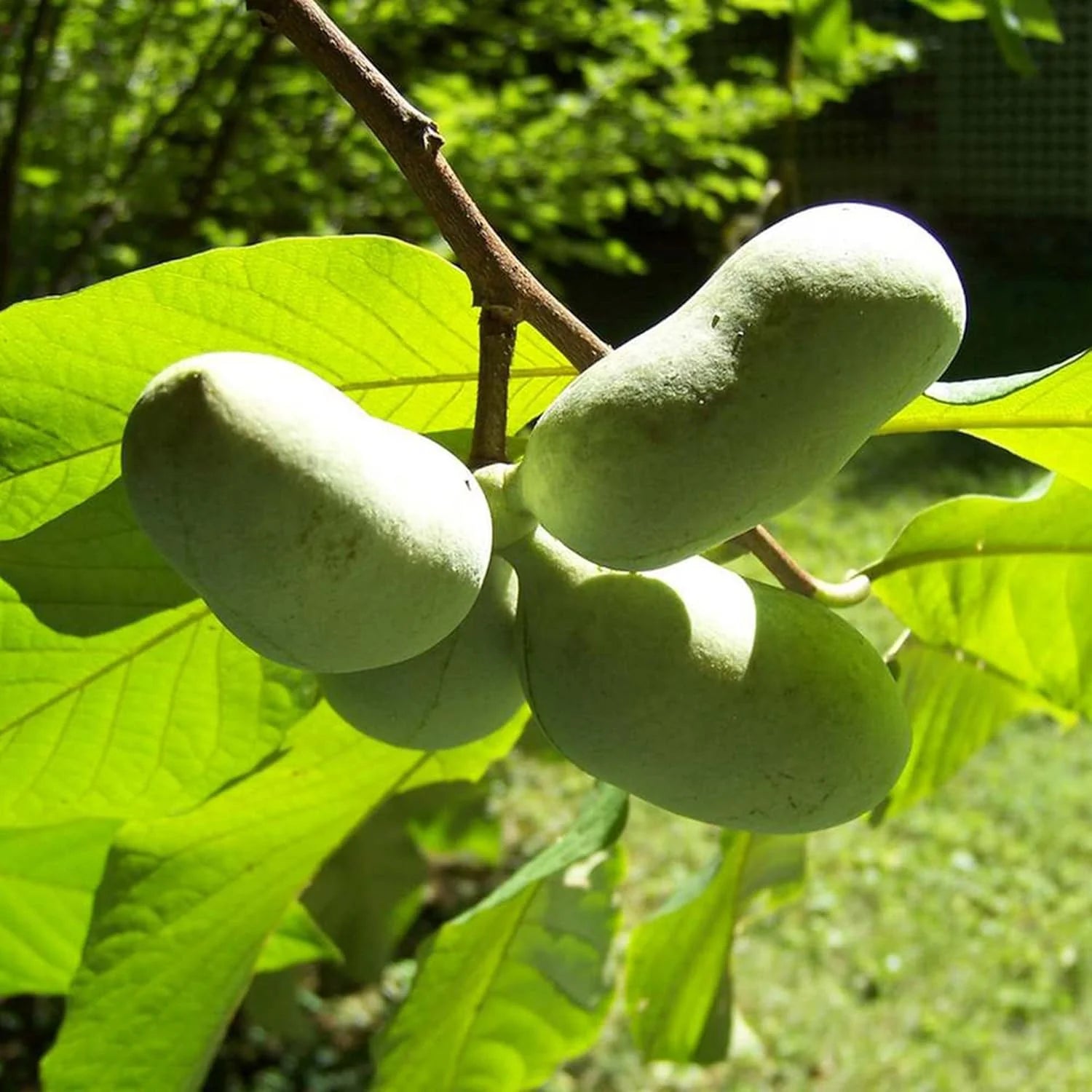 Cultivated Pawpaw Asimina Triloba Seeds for Planting – Improved Variety