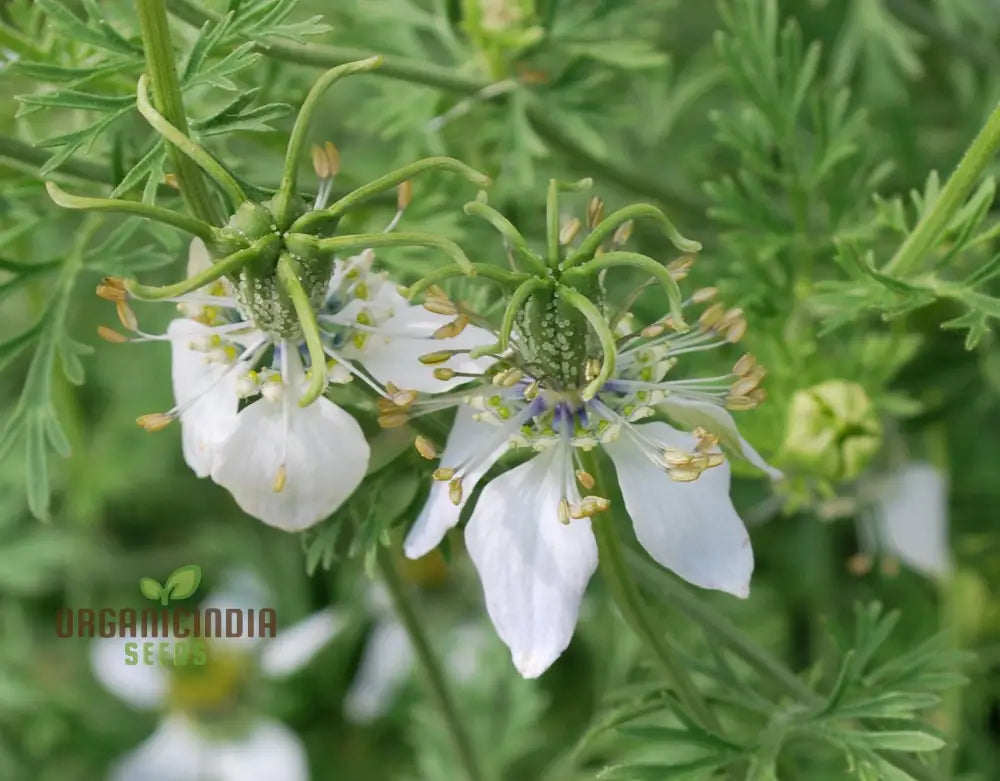 Cumin Seeds Growing in Sunlit Field – Robust Harvest Herb Variety