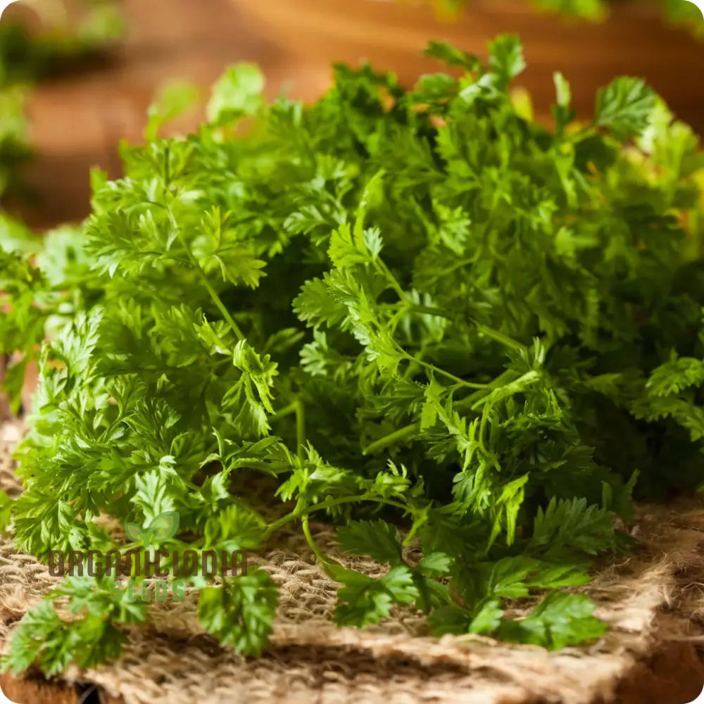 Closeup of Curled Chervil Leaves Showing Fine Texture