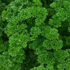 Curled Parsley Plant with Fresh Green Moss-Like Leaves