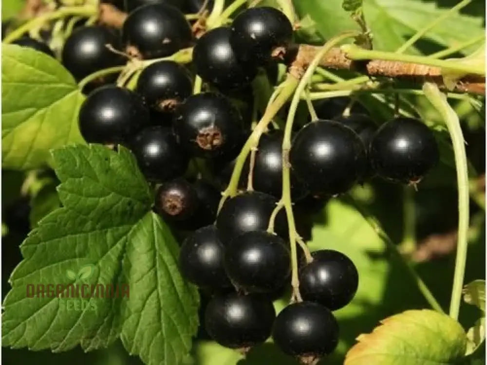 Currant seeds for home gardening and productive berry harvests