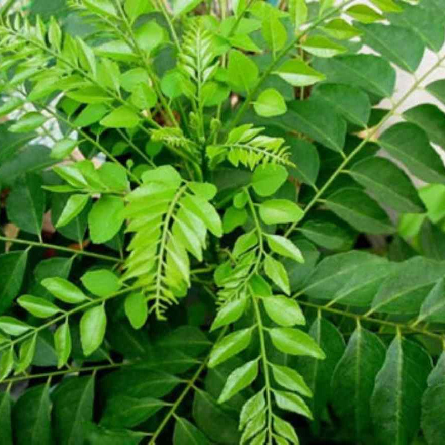 Mature Organic Curry Leaf Plant from Seeds, Aromatic Culinary Herb
