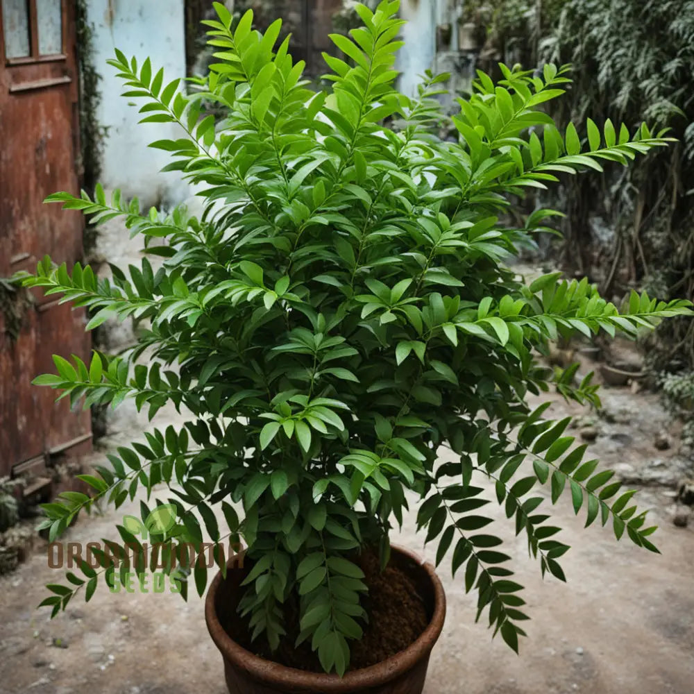 Curry Leaf Plant Growing Guide for Beginners